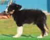 Border Collie Negro Tricolor Hembra #196H12455.jpg