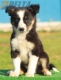 Border Collie Negro Tricolor Hembra #196H12456.jpg