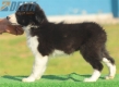 Border Collie Negro Bicolor Hembra #196H22458.jpg