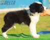 Border Collie Negro Bicolor Hembra #196H22459.jpg