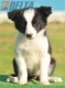 Border Collie Negro Bicolor Hembra #196H22460.jpg