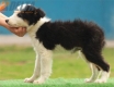 Border Collie Negro Tricolor Macho #196M52470.jpg