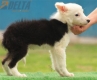Border Collie Negro Tricolor Macho #196M52471.jpg