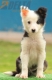 Border Collie Negro Tricolor Macho #196M52472.jpg