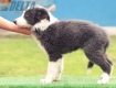 Border Collie Azul Bicolor Hembra #197H52498.jpg