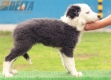 Border Collie Azul Bicolor Hembra #197H52499.jpg