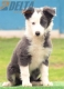 Border Collie Azul Bicolor Hembra #197H52500.jpg