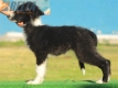 Border Collie Negro Bicolor Macho #202M12543.jpg