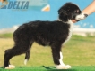 Border Collie Negro Bicolor Macho #202M12544.jpg