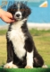 Border Collie Negro Bicolor Macho #202M12545.jpg