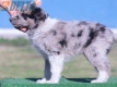 Border Collie Azul Mirlo Bicolor Hembra #206H22547.jpg