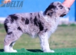 Border Collie Azul Mirlo Bicolor Hembra #206H22548.jpg