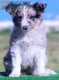 Border Collie Azul Mirlo Bicolor Hembra #206H22549.jpg