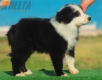 Border Collie Negro Bicolor Macho #204M22551.jpg
