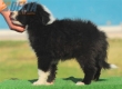 Border Collie Negro Bicolor Macho #204M22552.jpg