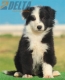 Border Collie Negro Bicolor Macho #204M22553.jpg