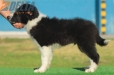 Border Collie Negro Bicolor Macho #206M12559.jpg