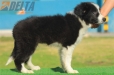 Border Collie Negro Bicolor Macho #206M12560.jpg