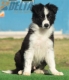 Border Collie Negro Bicolor Macho #206M12561.jpg