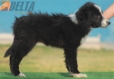 Border Collie Negro Bicolor Hembra #208H62567.jpg