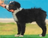 Border Collie Negro Bicolor Hembra #208H62568.jpg