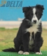 Border Collie Negro Bicolor Hembra #208H62569.jpg