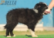 Border Collie Negro Bicolor Macho #208M12571.jpg