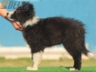 Border Collie Negro Bicolor Macho #208M12572.jpg