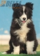 Border Collie Negro Bicolor Macho #208M12573.jpg