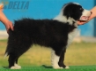 Border Collie Negro Bicolor Macho #208M32583.jpg
