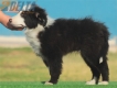 Border Collie Negro Bicolor Macho #208M32584.jpg