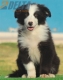 Border Collie Negro Bicolor Macho #208M32585.jpg