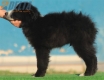 Border Collie Negro Bicolor Macho #208M42587.jpg