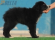 Border Collie Negro Bicolor Macho #208M42588.jpg