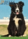 Border Collie Negro Bicolor Macho #208M42589.jpg