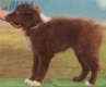 Border Collie Rojo Bicolor Macho #208M52591.jpg