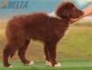 Border Collie Rojo Bicolor Macho #208M52592.jpg