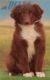 Border Collie Rojo Bicolor Macho #208M52593.jpg