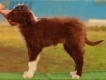 Border Collie Rojo Bicolor Macho #208M82602.jpg