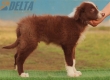 Border Collie Rojo Bicolor Macho #208M82603.jpg