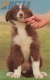 Border Collie Rojo Bicolor Macho #208M82604.jpg