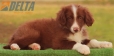 Border Collie Rojo Bicolor Macho #208M82605.jpg