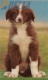 Border Collie Rojo Bicolor Macho #208M82606.jpg