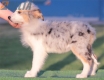 Border Collie Azul Mirlo Tricolor Hembra #210H62612.jpg