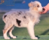 Border Collie Azul Mirlo Tricolor Hembra #210H62613.jpg