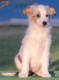 Border Collie Azul Mirlo Tricolor Hembra #210H62614.jpg