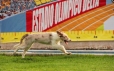Border Collie Rojo Mirlo Bicolor Macho #184M32619.jpg