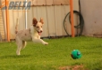 Border Collie Rojo Mirlo Bicolor Macho #184M32621.jpg