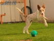 Border Collie Rojo Mirlo Bicolor Macho #184M32622.jpg