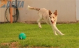 Border Collie Rojo Mirlo Bicolor Macho #184M32623.jpg